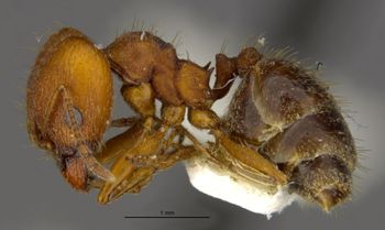 Media type: image;   Entomology 534481 Aspect: habitus lateral view